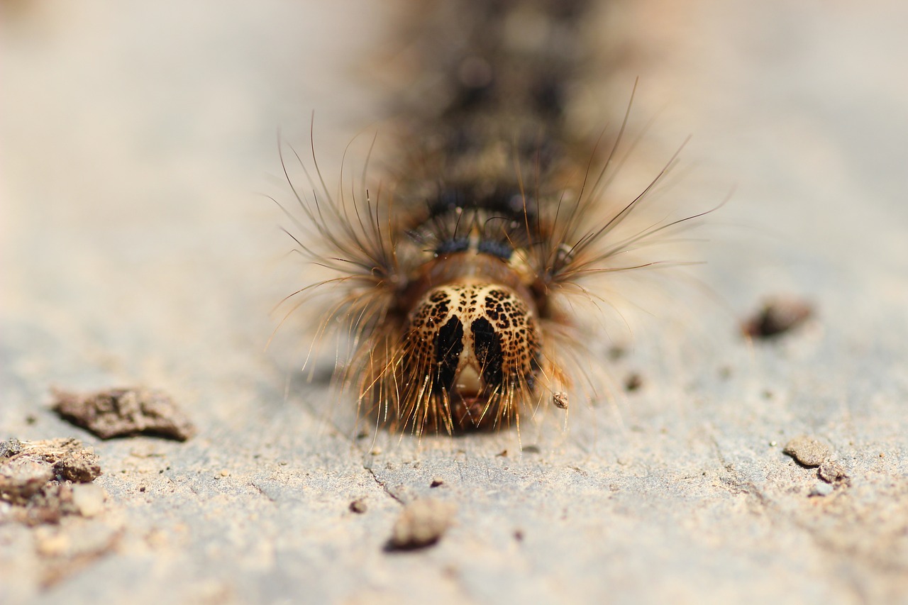 Chenille Lymantria dispar, ravageur des forêts de feuillus
